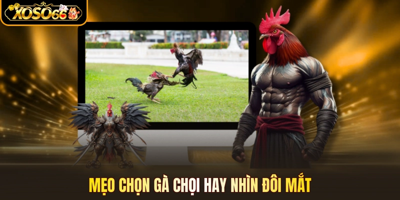 Mẹo chọn gà chọi hay nhìn đôi mắt