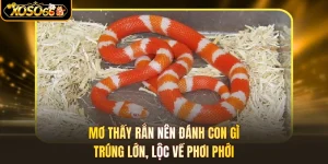 Mơ Thấy Rắn Nên Đánh Con Gì - Trúng Lớn, Lộc Về Phơi Phới